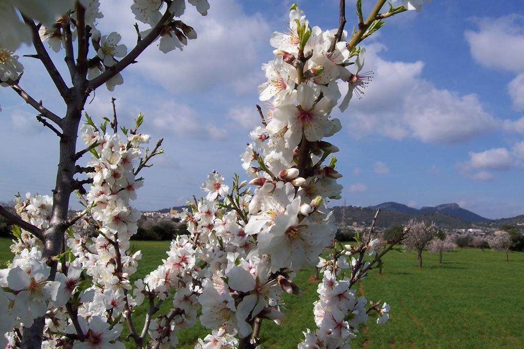 Agroturisme Can Bessol S'Horta Room photo